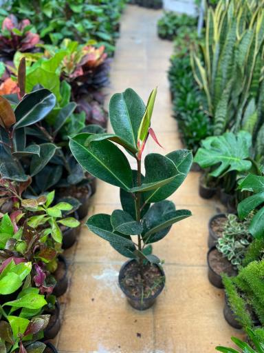 عکس گلسرای هستی