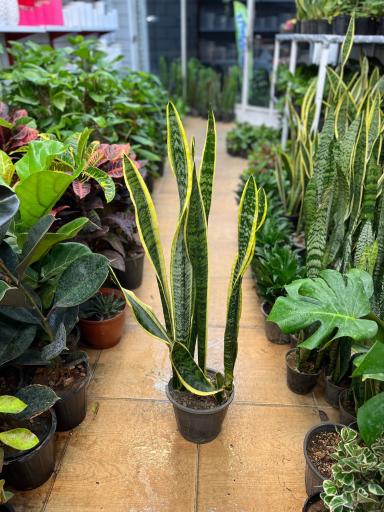 عکس گلسرای هستی