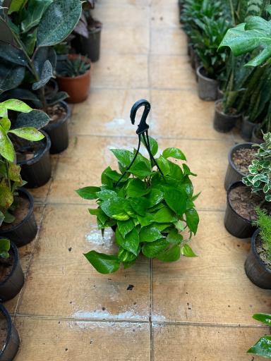 عکس گلسرای هستی