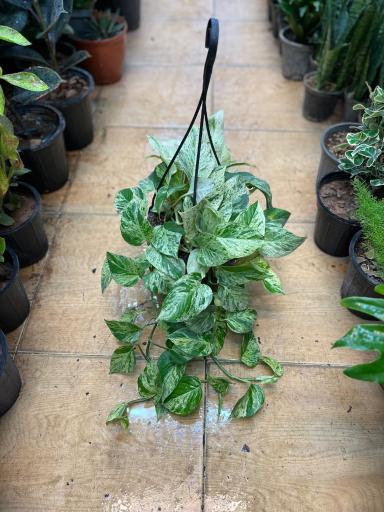 عکس گلسرای هستی