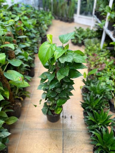 عکس گلسرای هستی