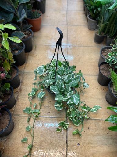 عکس گلسرای هستی