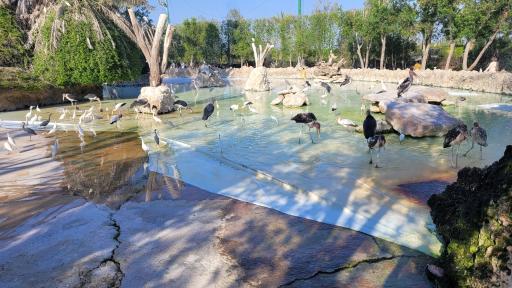 عکس باغ پرندگان کیش