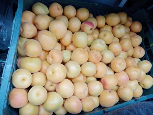 عکس باغ میوه محمد سرحدی نژاد