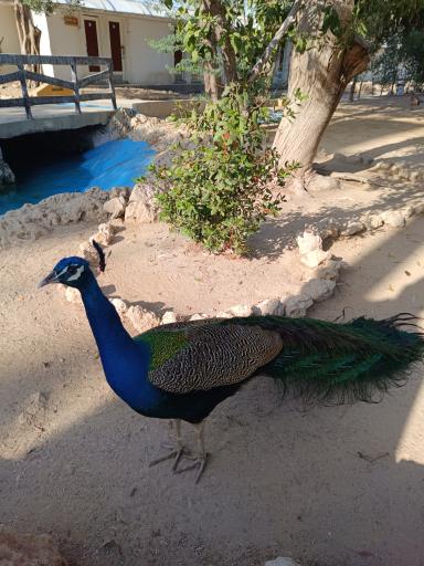 عکس باغ پرندگان کیش