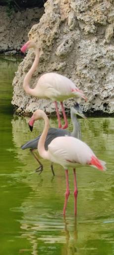 باغ پرندگان کیش