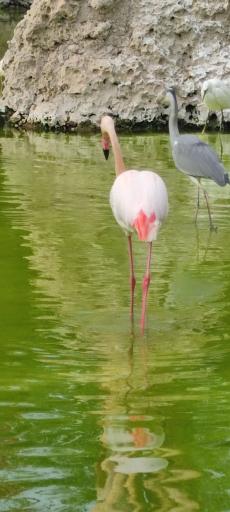 عکس باغ پرندگان کیش