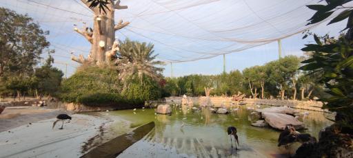 عکس باغ پرندگان کیش