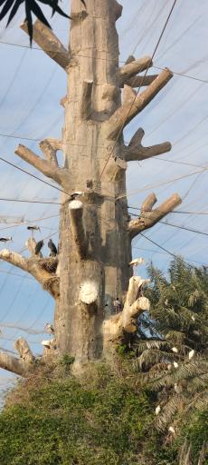 باغ پرندگان کیش