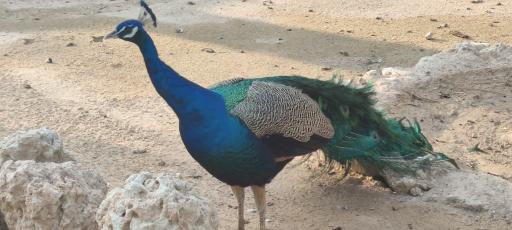 عکس باغ پرندگان کیش