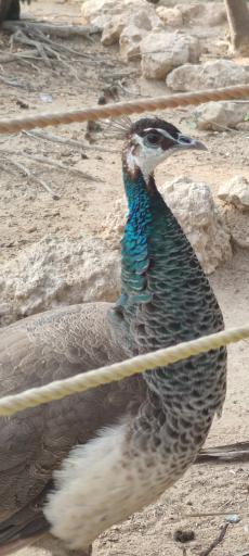 باغ پرندگان کیش