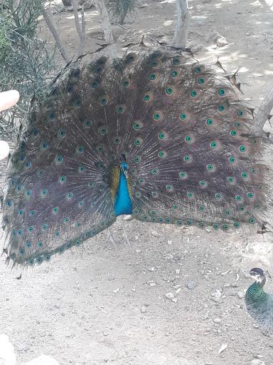 عکس باغ پرندگان کیش