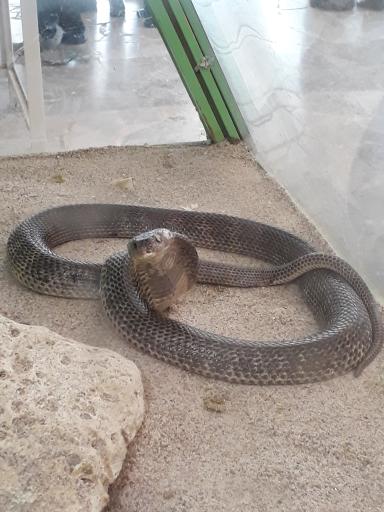 عکس باغ پرندگان کیش