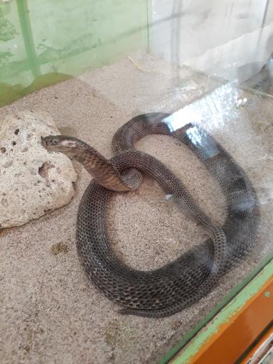 عکس باغ پرندگان کیش