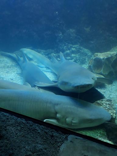 عکس باغ پرندگان کیش