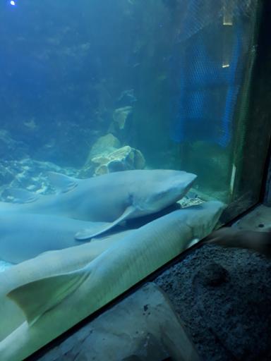 عکس باغ پرندگان کیش