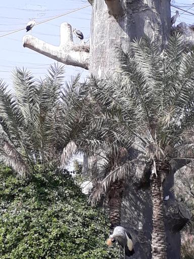 عکس باغ پرندگان کیش