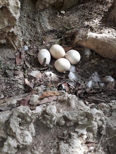 عکس باغ پرندگان کیش