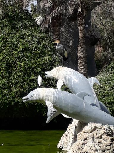 عکس باغ پرندگان کیش