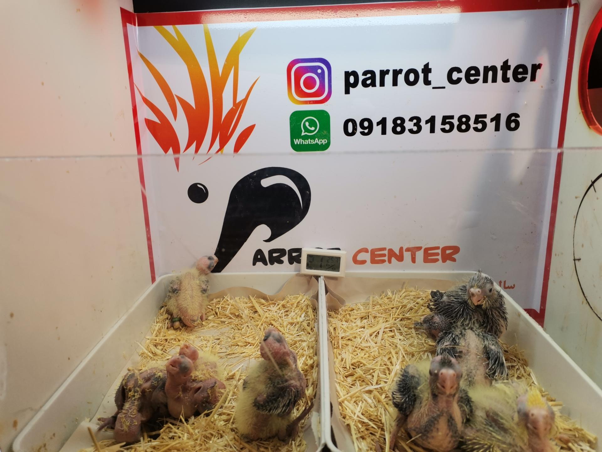 عکس مرکز پرورش طوطی سانان پاروت سنتر