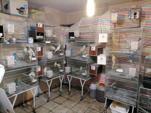 عکس مرکز پرورش طوطی سانان پاروت سنتر