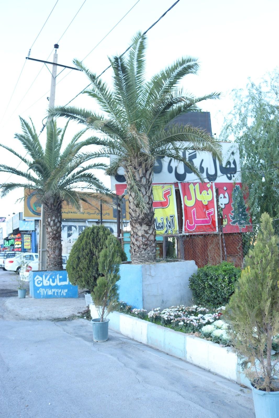 عکس نهالستان کاج