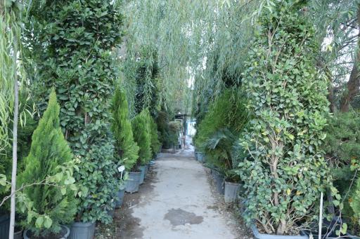 عکس نهالستان کاج