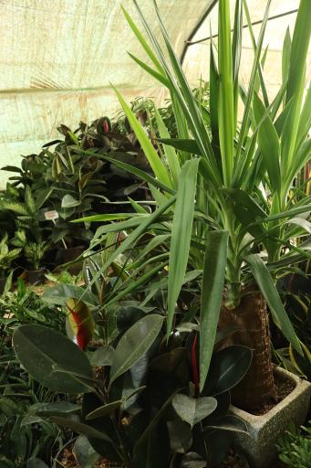 عکس نهالستان کاج