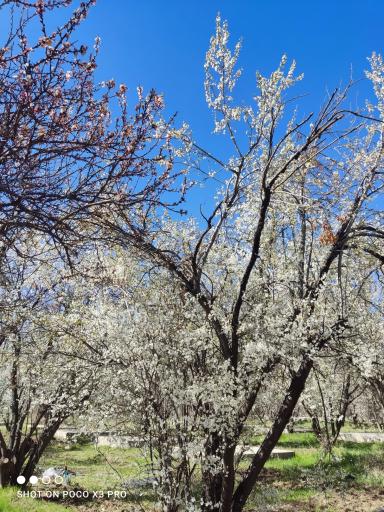 عکس باغ خانواده