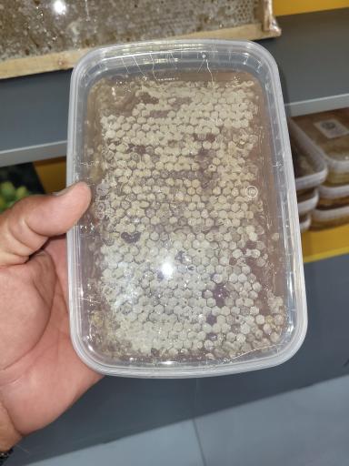 عکس عسل اسیازو 