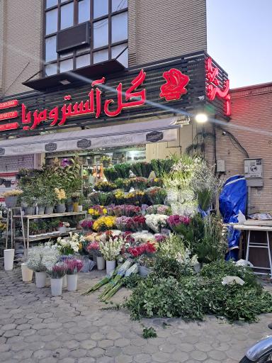 عکس گل آلسترومریا 