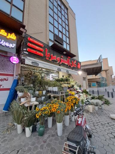 عکس گل آلسترومریا 