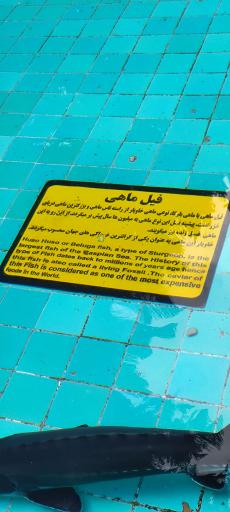 عکس استخر فیل ماهی