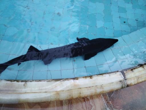 عکس استخر فیل ماهی