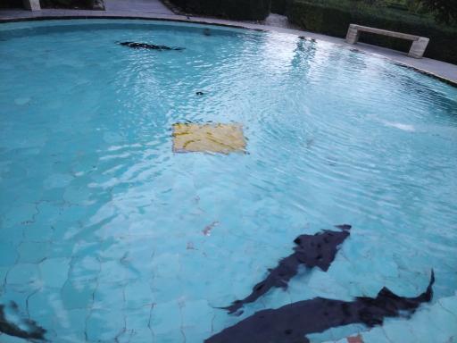 عکس استخر فیل ماهی