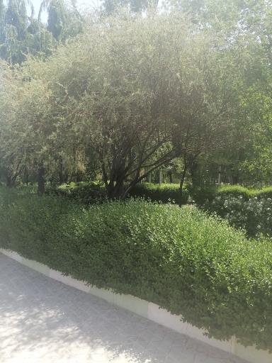 عکس پارک جزیره