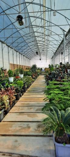 عکس گلهای یزدان