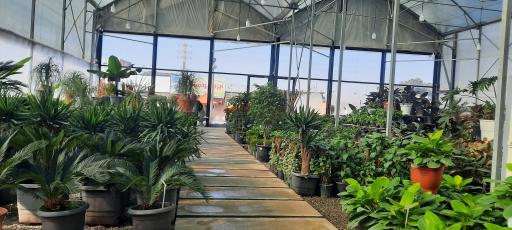 عکس گلهای یزدان