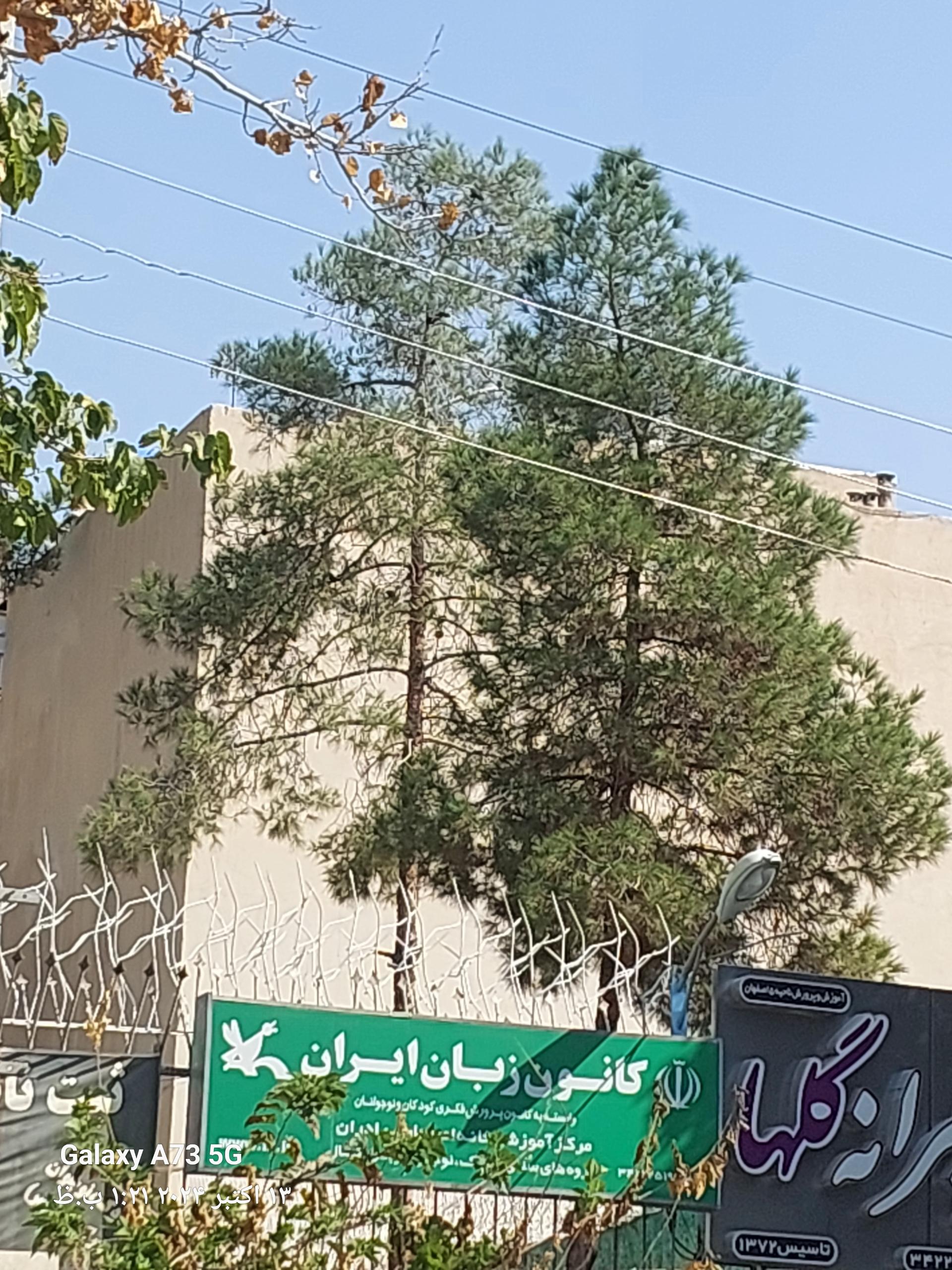 عکس کانون زبان ایران واحد خانه اصفهان شعبه خانه اصفهان