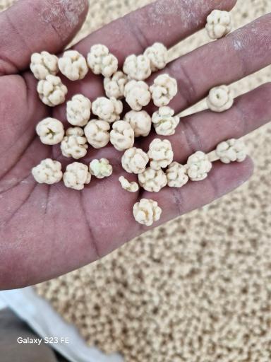 عکس برادران گله بچه 