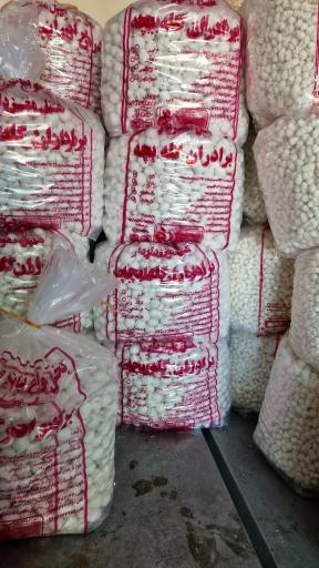 عکس برادران گله بچه 