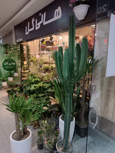 عکس گل آپارتمانی هانی گل