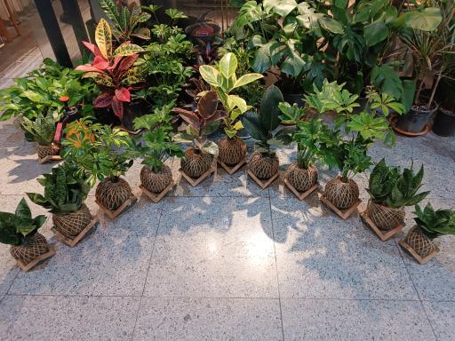 عکس گل آپارتمانی هانی گل