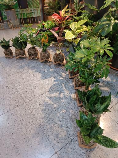 عکس گل آپارتمانی هانی گل