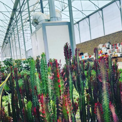 عکس گلهای یزدان