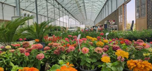 عکس گلهای یزدان