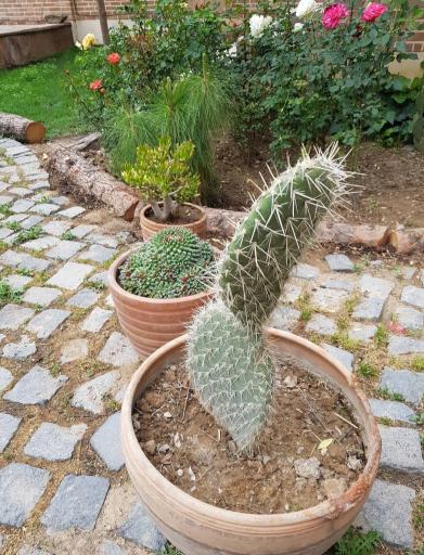 عکس باغ و رستوران سنتی باباطاهر