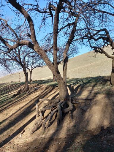 عکس دره گرگ