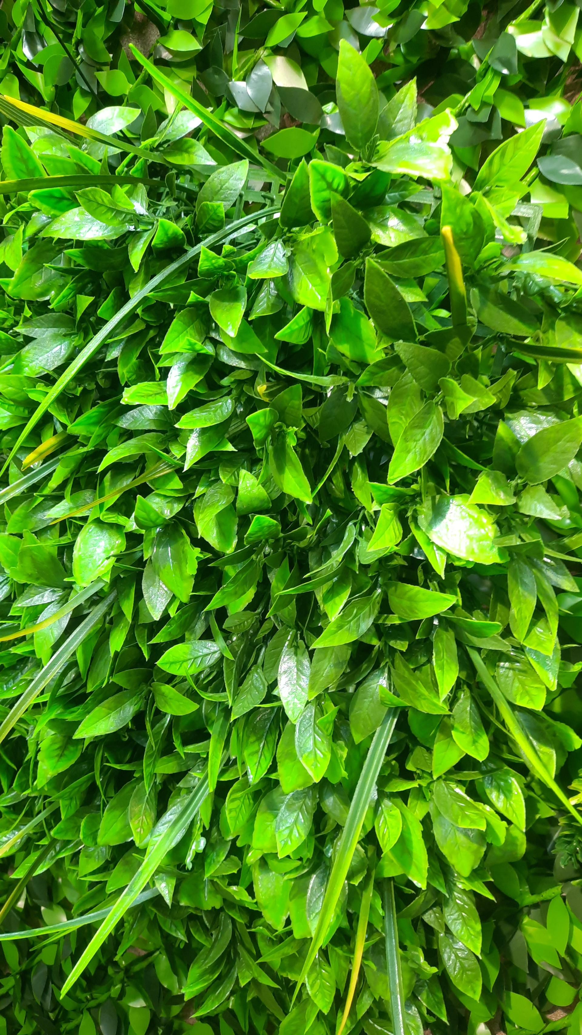 عکس فروشگاه چمن مصنوعی الوچمن