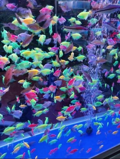 عکس دنیای آکواریوم ونوس